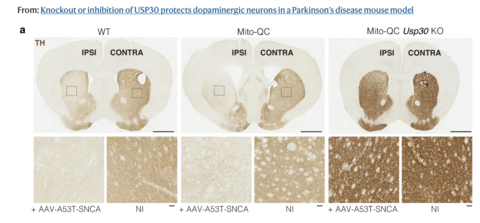 stained
