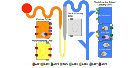 complex distribution of aquaporins in tubules of the kidney nephron