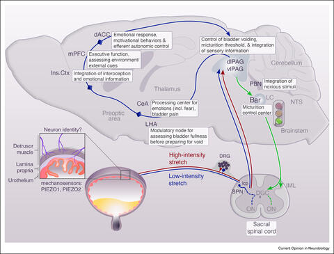 how we control urination