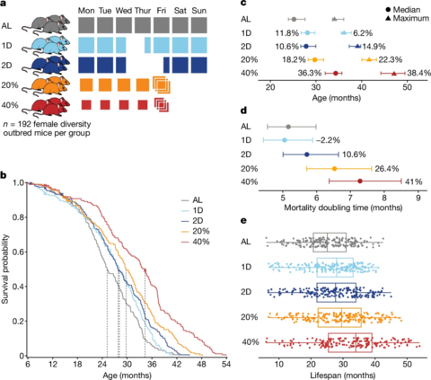 differerent approaches to restrict calories have different effects on lifespan