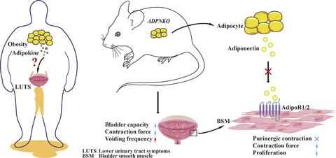 Adiponectin and bladder graphical abstract