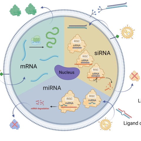 mrna3