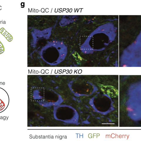 Figure from publication