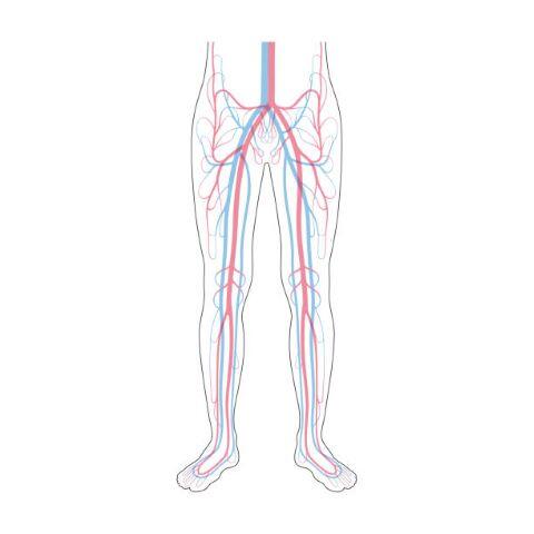 Drawing of veins and arteries in the legs