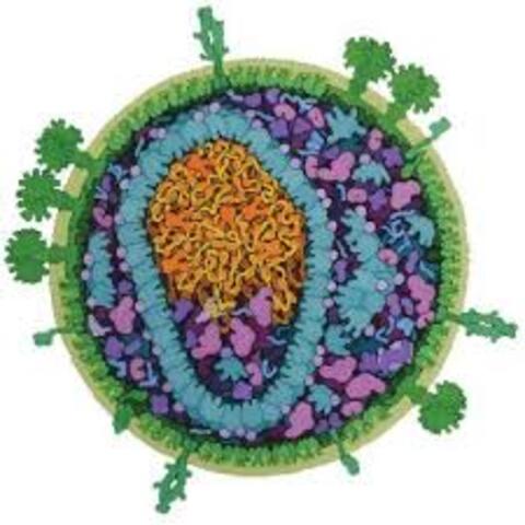 CROI logo