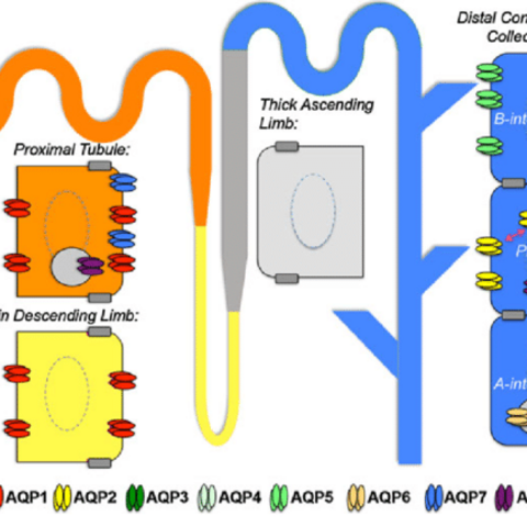 complex distribution of aquaporins in tubules of the kidney nephron