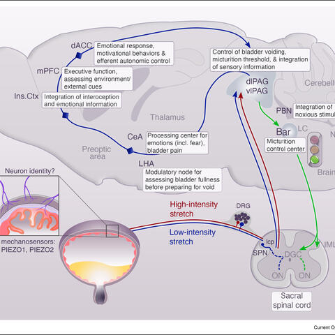 how we control urination