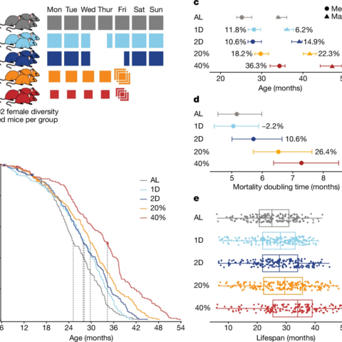 differerent approaches to restrict calories have different effects on lifespan