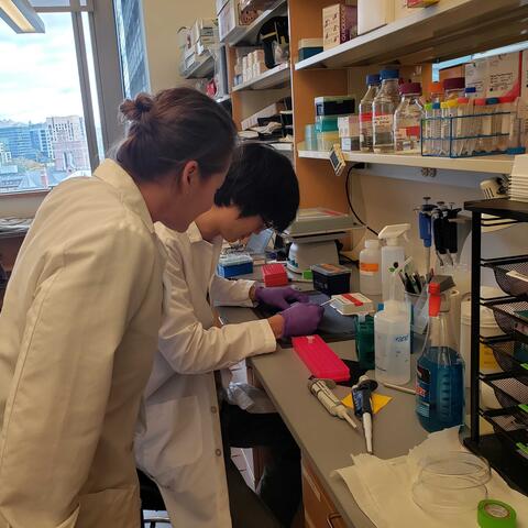 Dr. Verstegen and her technician Richard Lee working at the bench