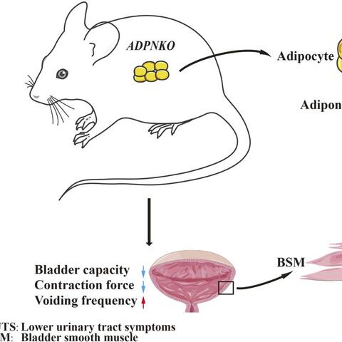 Adiponectin and bladder graphical abstract
