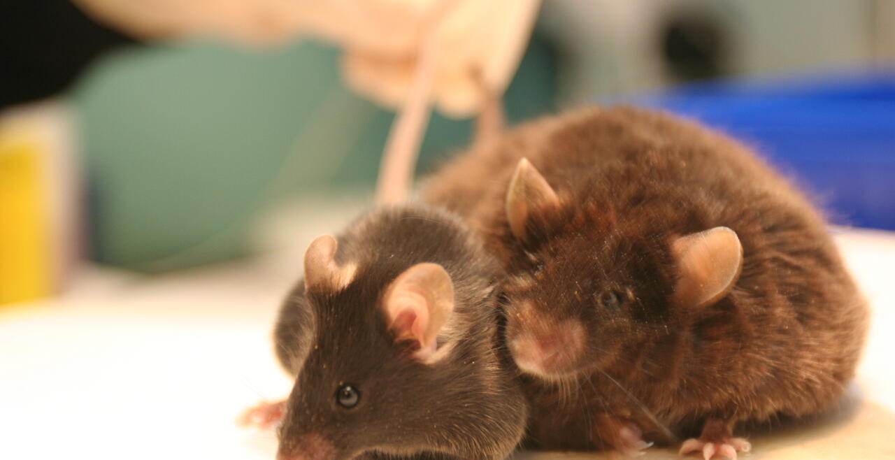 ob/ob mouse with lean mouse