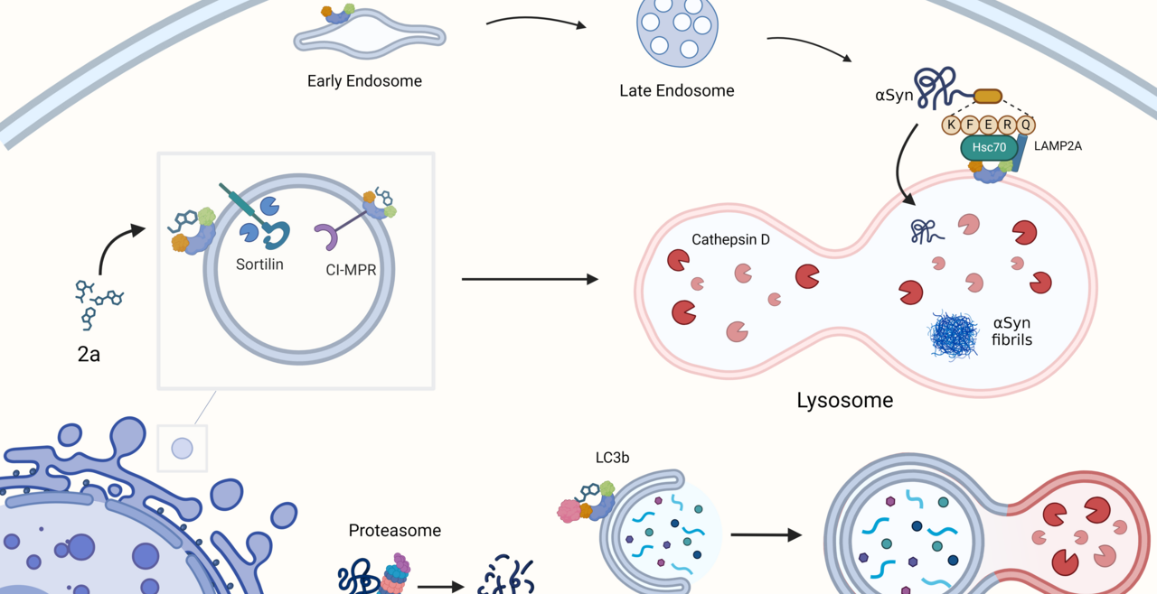 asyn degradation in endolysosomal system