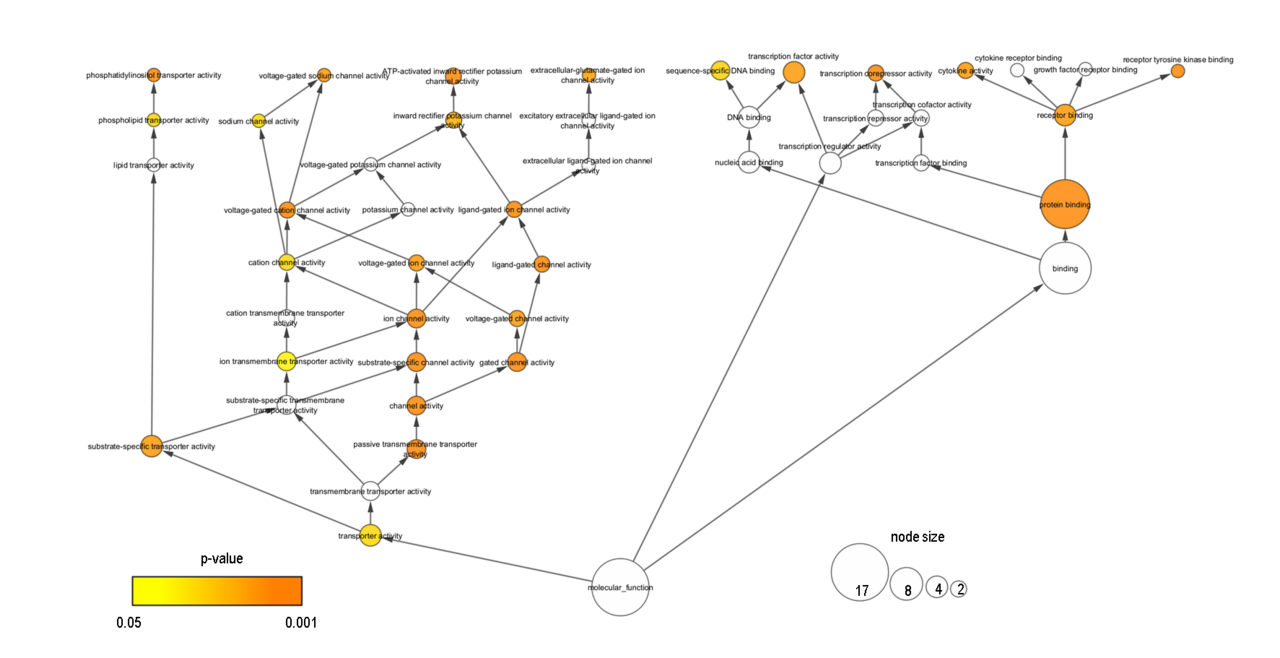 Node size following molecular pathways