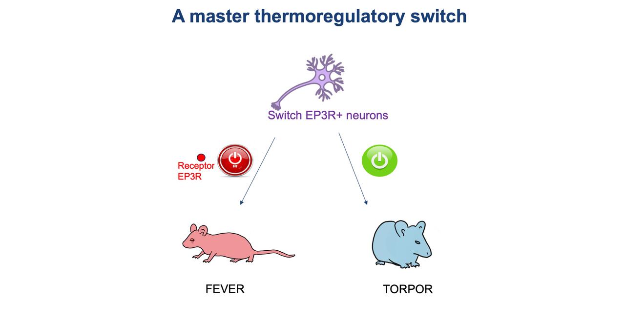 EP3R Master Thermoregulatory Switch
