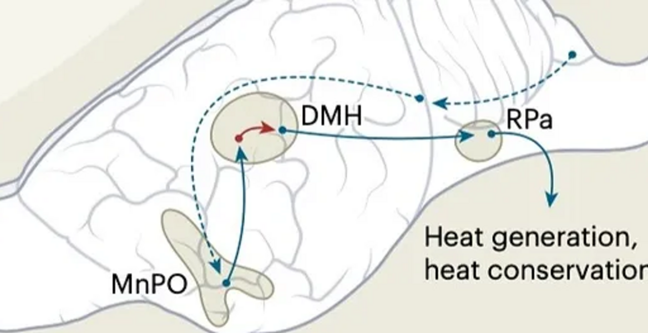 Flipping the switch on the thermoregulatory system