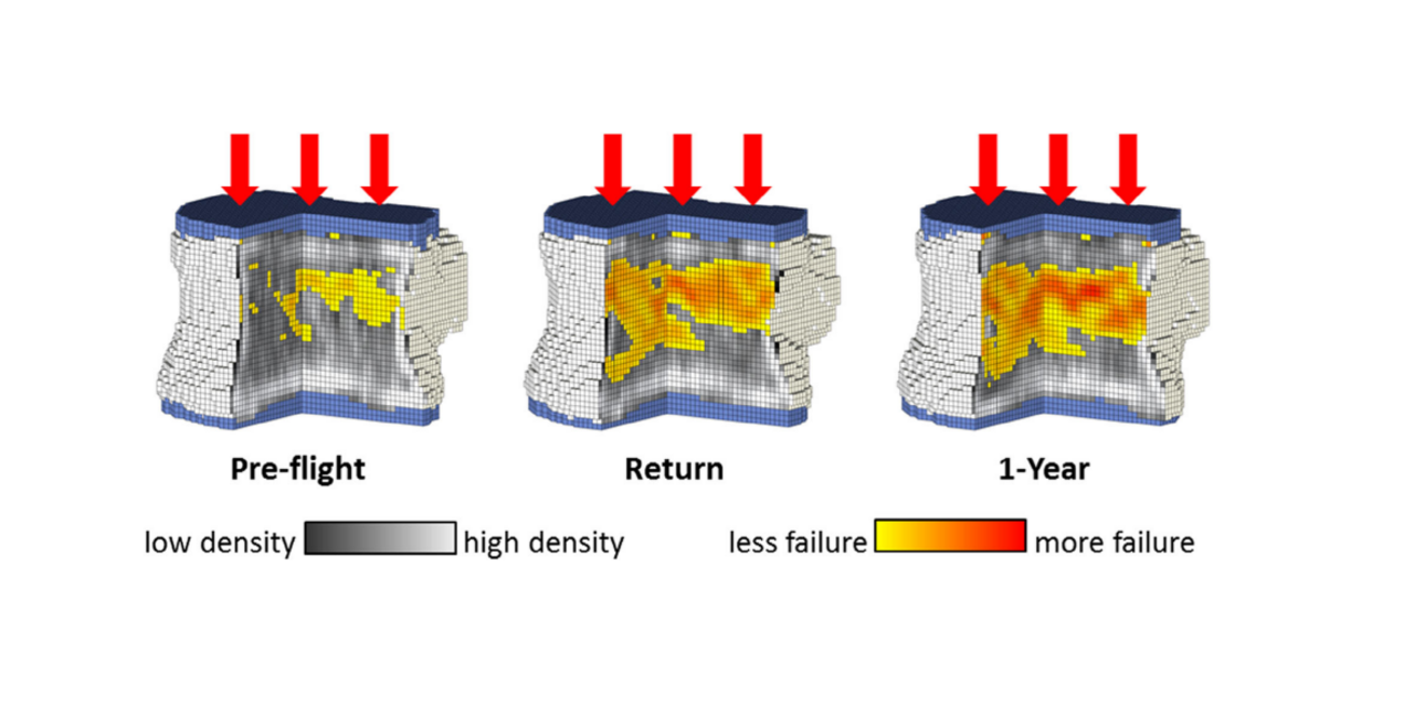 Spaceflight Strength Image