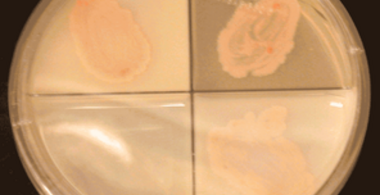 petri dish summer boot camp image