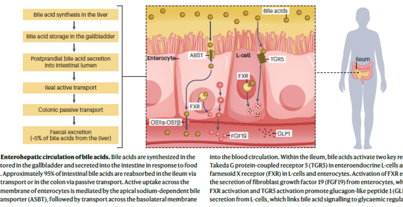 Graphical Abstract from Commentary 