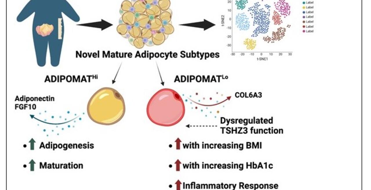 Efthymiou et al, graphical abstract