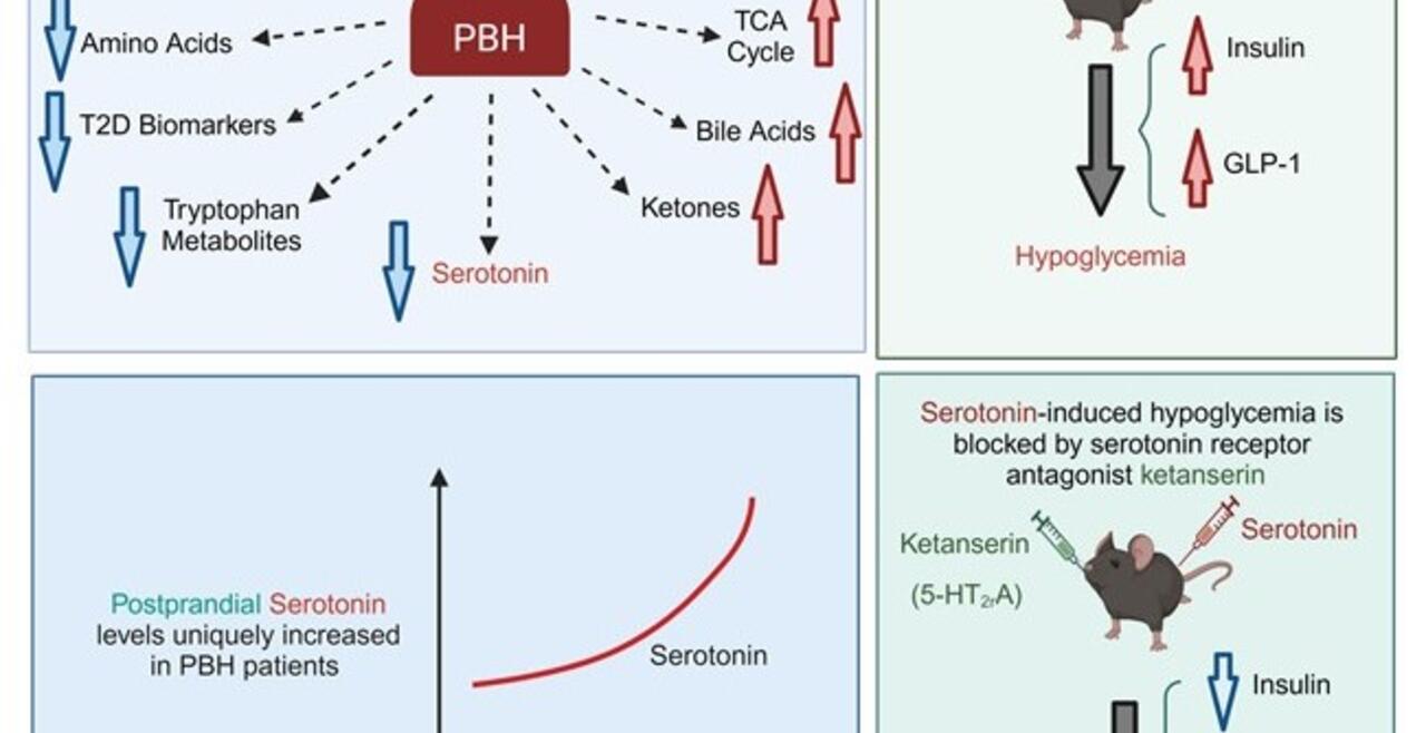 graphical abstract