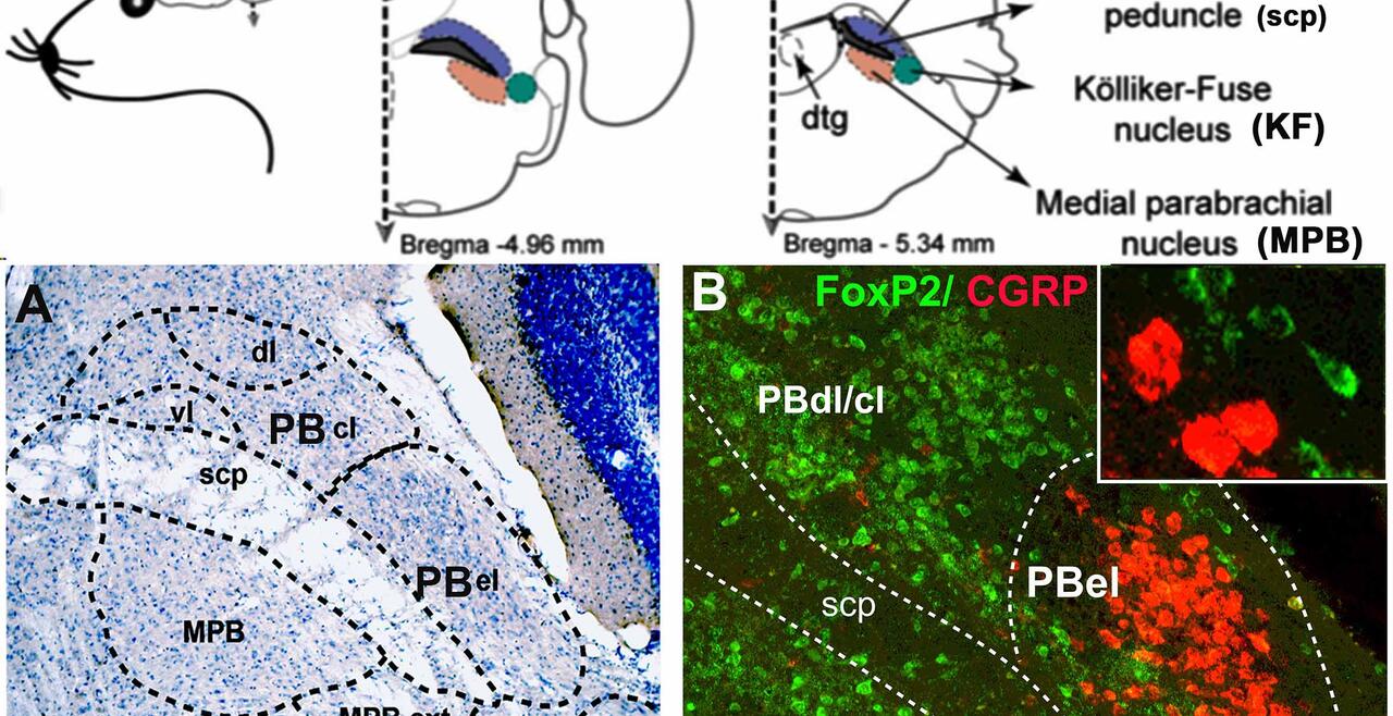Parabrachial Nucleus
