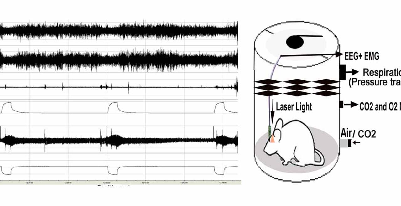 mouse model of apnea
