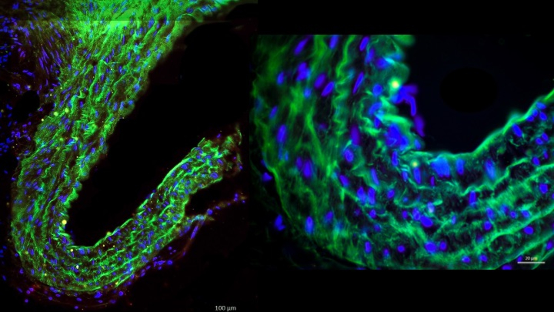 microscopy 2