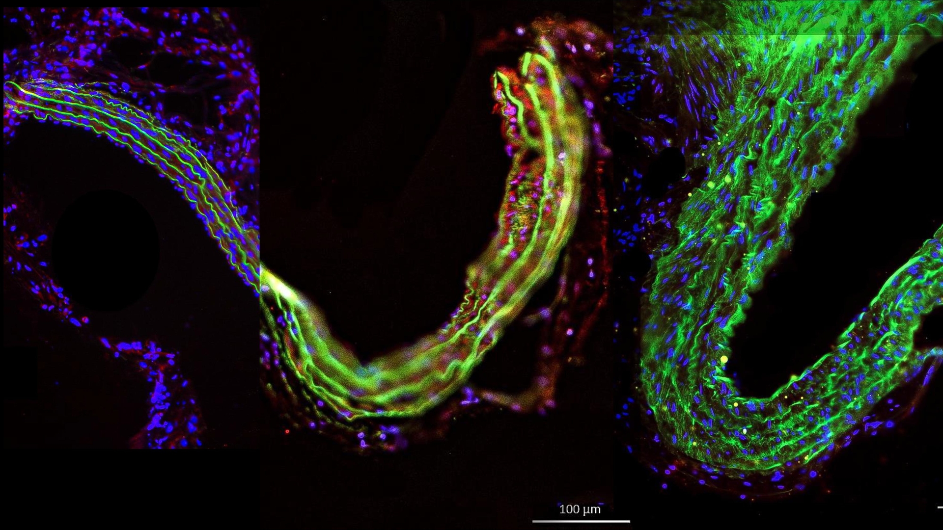 microscopy images