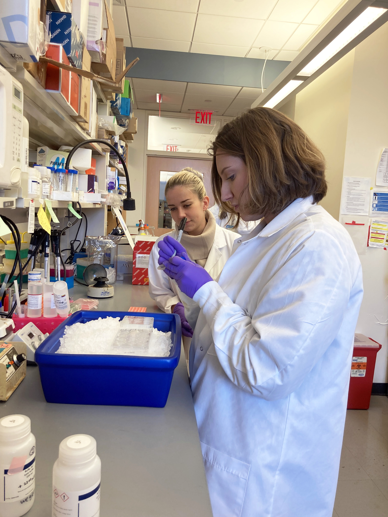 lab