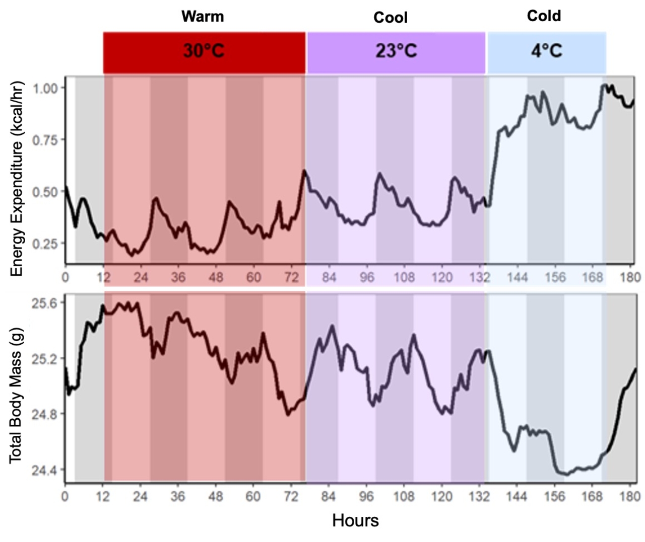 thermogenesis