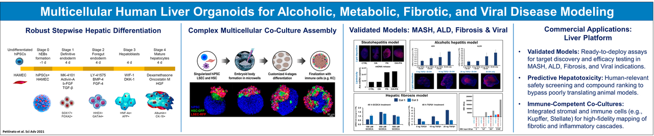 Liver organoids research at SCORE