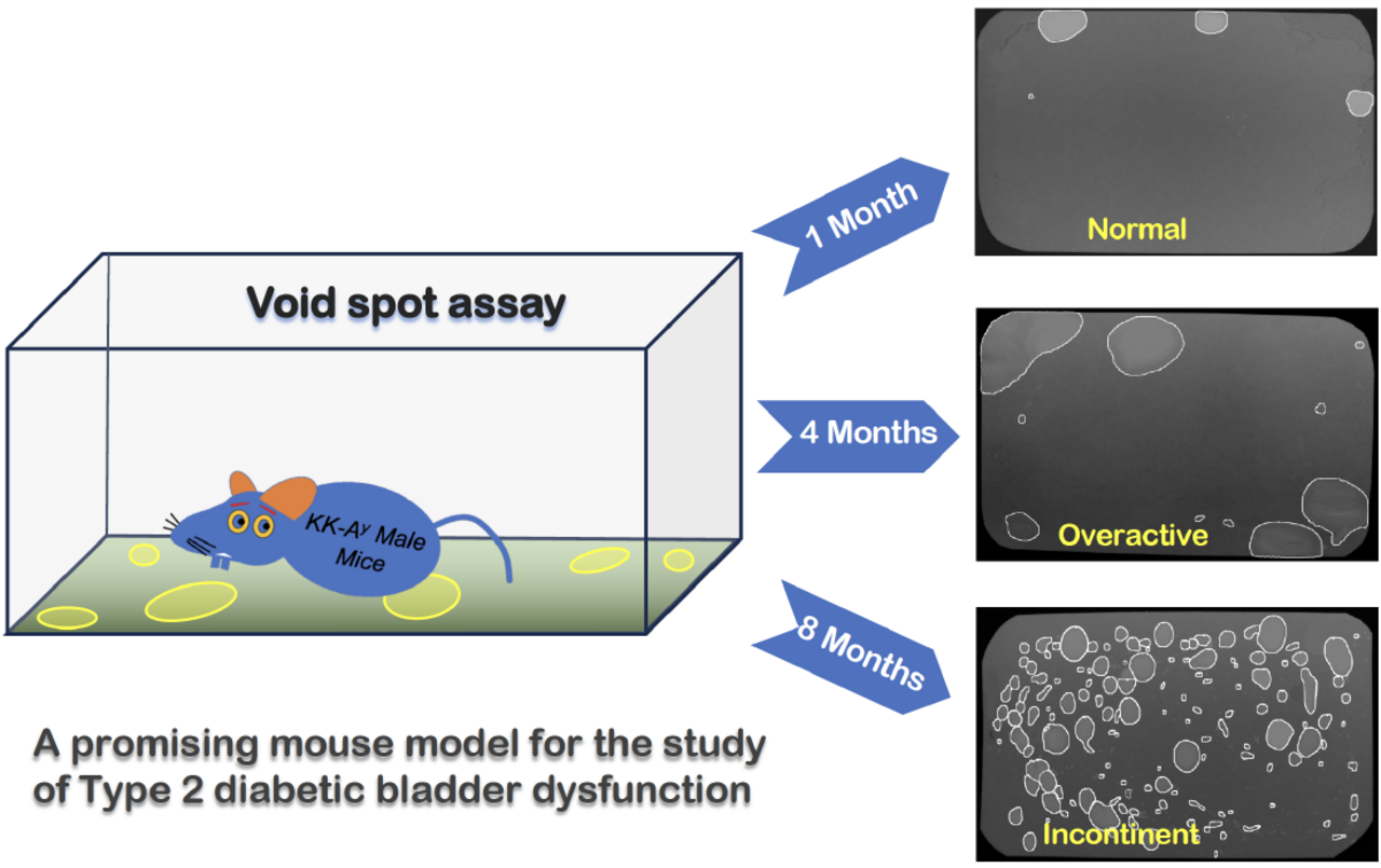KK-Ay mouse with type2 diabetes