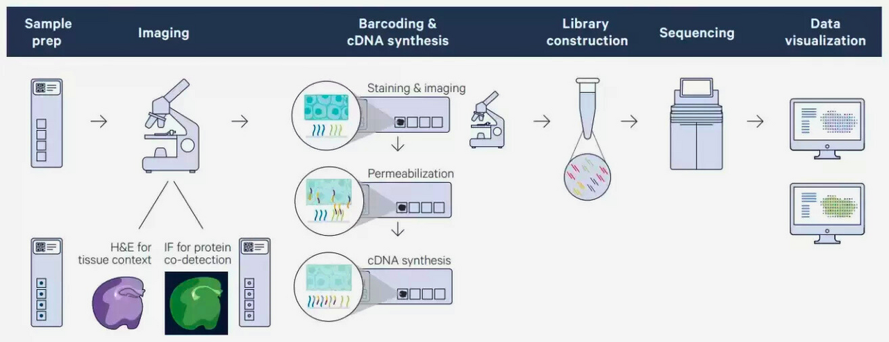 10xvisium_howitworks_caedf308