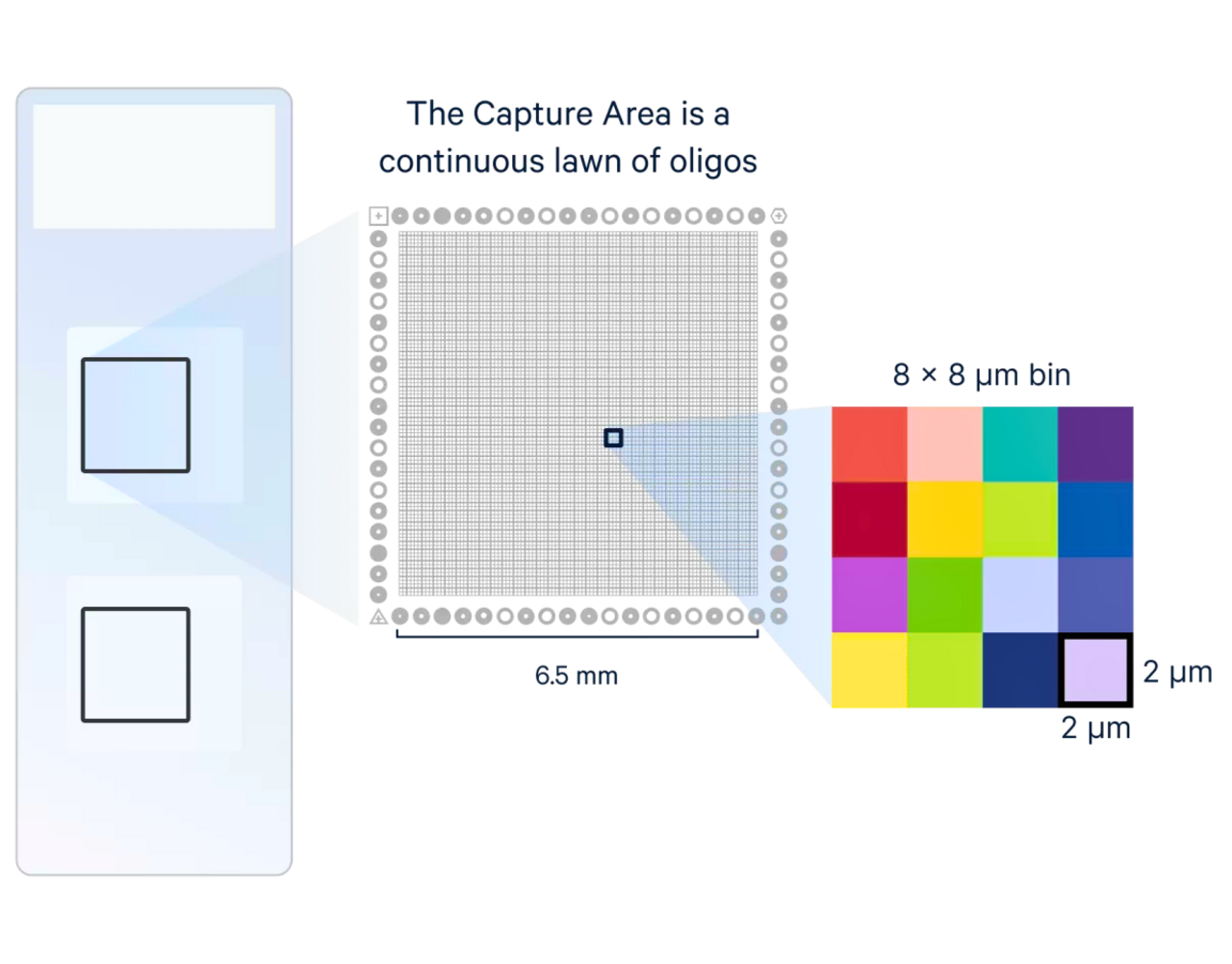 visium_hd_capture_area_f0d6b1a2