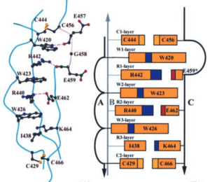 The structure of the TSR