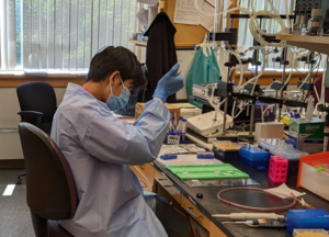 summer student Luan Le immunostaining bladder sections