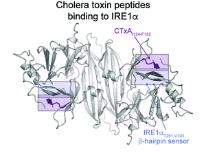 Cholera toxin binding to IRE1a