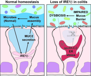 Host-microbiota feedback loop
