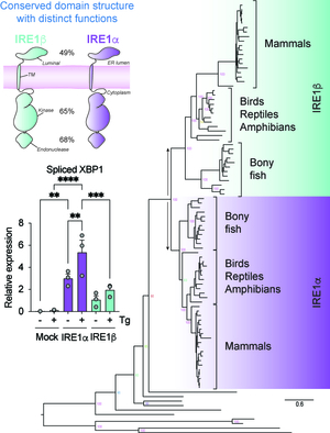 Evolution of IRE1b function