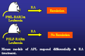 apl-mouse-model