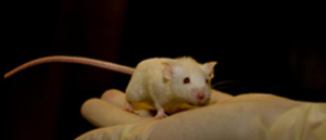 mouse-in-hands