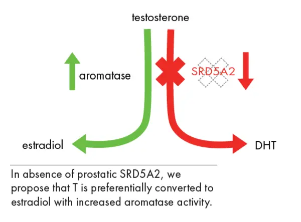 SRD5A2