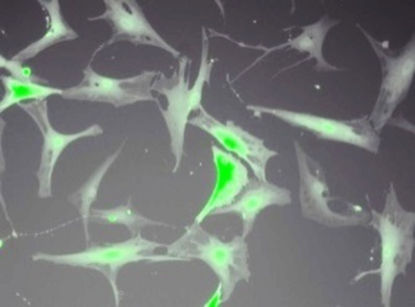 pericytes