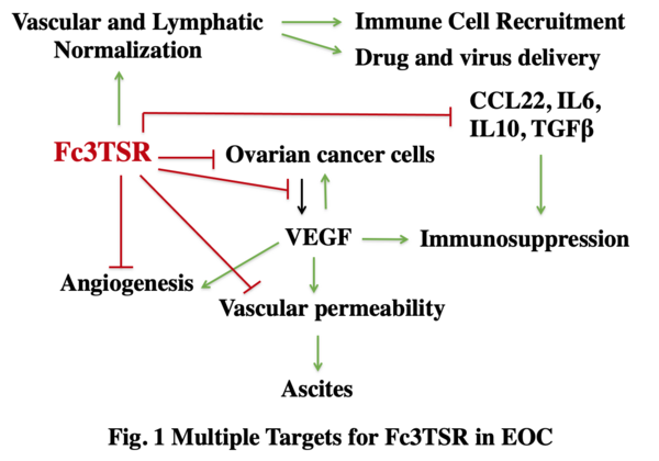 Effects of Fc3TSR in ovarian cancer