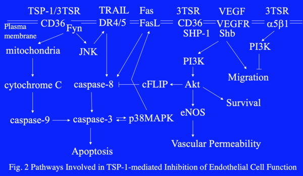 TSP-1 signaling pathways in endothelial cells