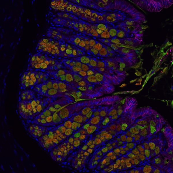 Mouse colon epithelium showing immunofluorescence and lectin staining of Muc2