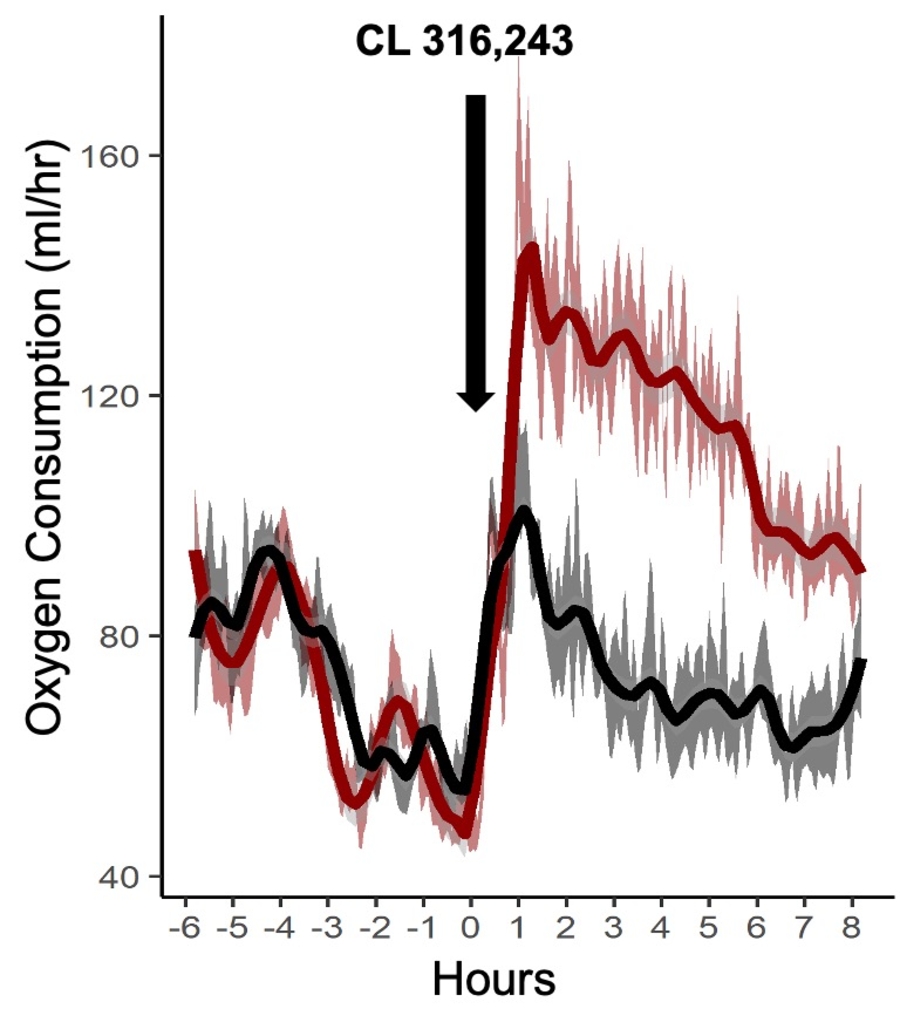 thermogenesis_cl