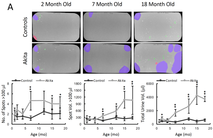 Akita male mice show increasing void volume with age on filter paper spot assays